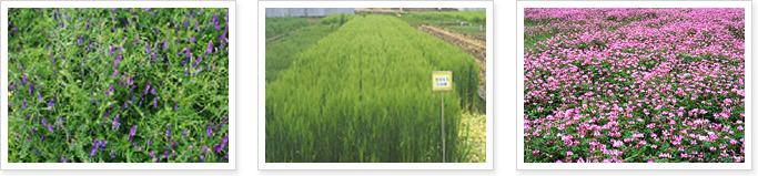 파셀리아, 겨자, 메밀